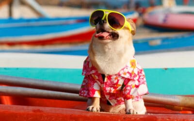 Doggone Hot! Keeping Your Pawsome Pooch Cool and Happy This Summer