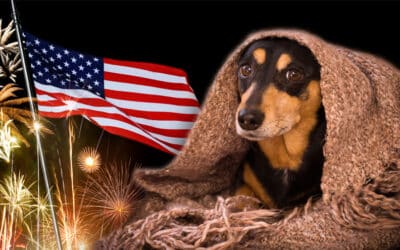Fireworks Fright: Helping Fido Stay Calm During the July 4th Holiday