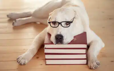 Is Your Pup Feeling the Back to School Blues?