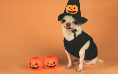 How Does Your Dog Halloween?