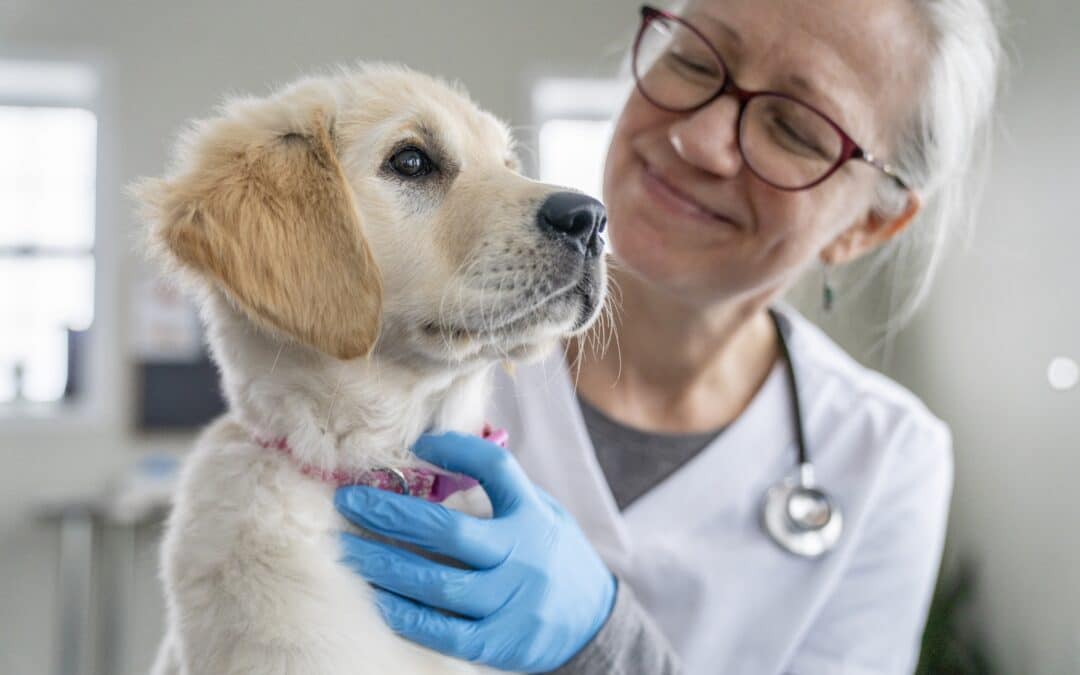 Navigating the Mysterious Illness in Dogs, from a Vet’s Perspective