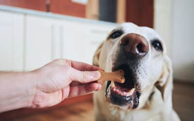 How Many Treats Can I Feed My Dog?