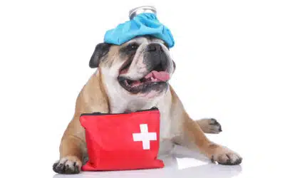 April is Pet First Aid Awareness Month