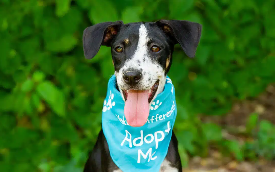 Celebrating National Rescue Dog Day: Why Adopting a Dog Will Change Your Life