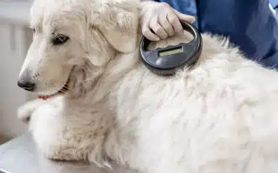 National Microchipping Month: Why Microchipping Matters