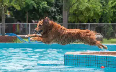 Dive In! How to Safely Introduce Your Dog to Swimming and Make a Splash Together