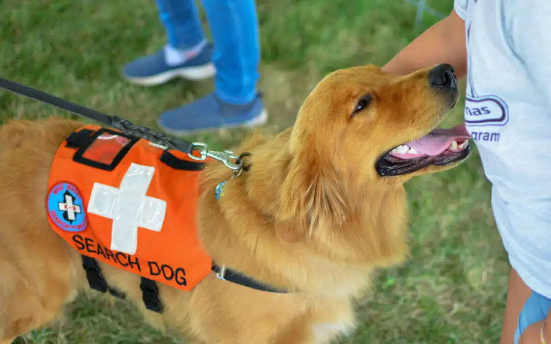 Hard at Work: Celebrating Real Working Dogs