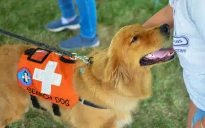Hard at Work: Celebrating Real Working Dogs