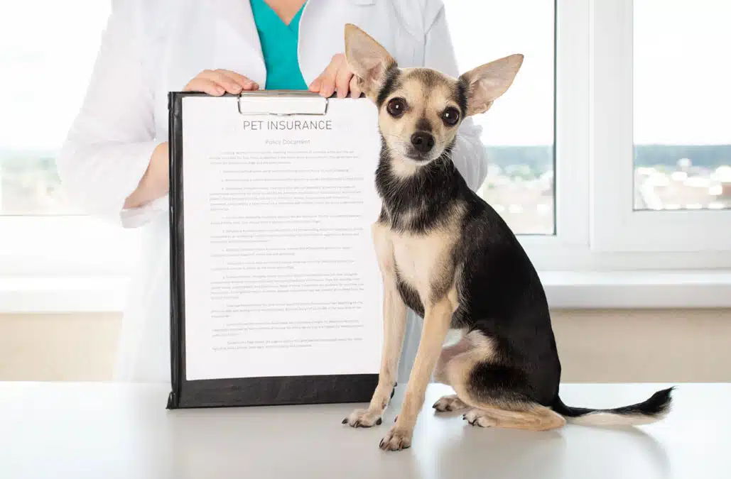 Pet Insurance: A Guide to Protecting Your Pets 