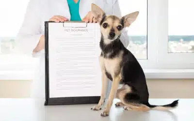 Pet Insurance: A Guide to Protecting Your Pets 