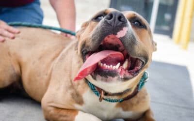 Celebrating Pit Bull Awareness Month: Why We Believe There’s No Such Thing as a Bad Dog